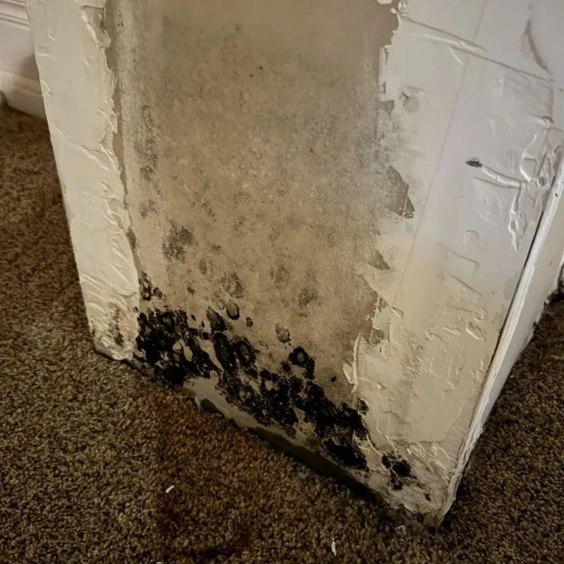 Professional Mold Removal in Medina County, OH